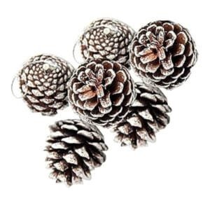 Pincone brown-white